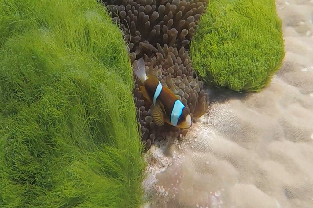 The Great Barrier Reef