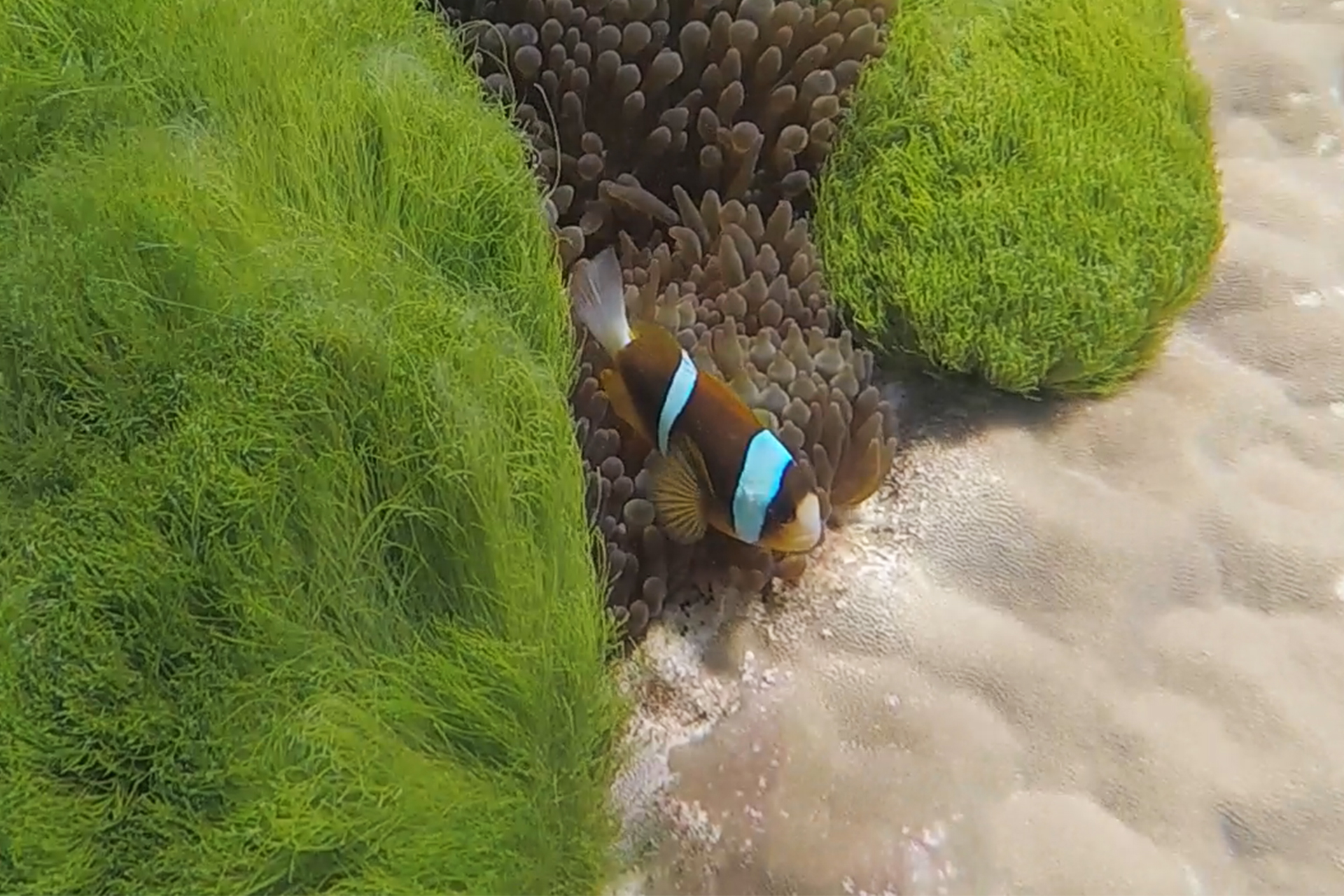 The Great Barrier Reef